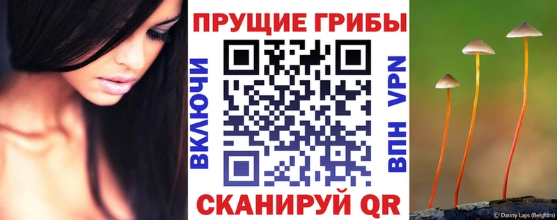 Галлюциногенные грибы Psilocybe  мега ссылки  Ессентукская 